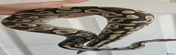 Python Snake reptiles for sale: Male Ball/Royal Python For Sale - Advert 2