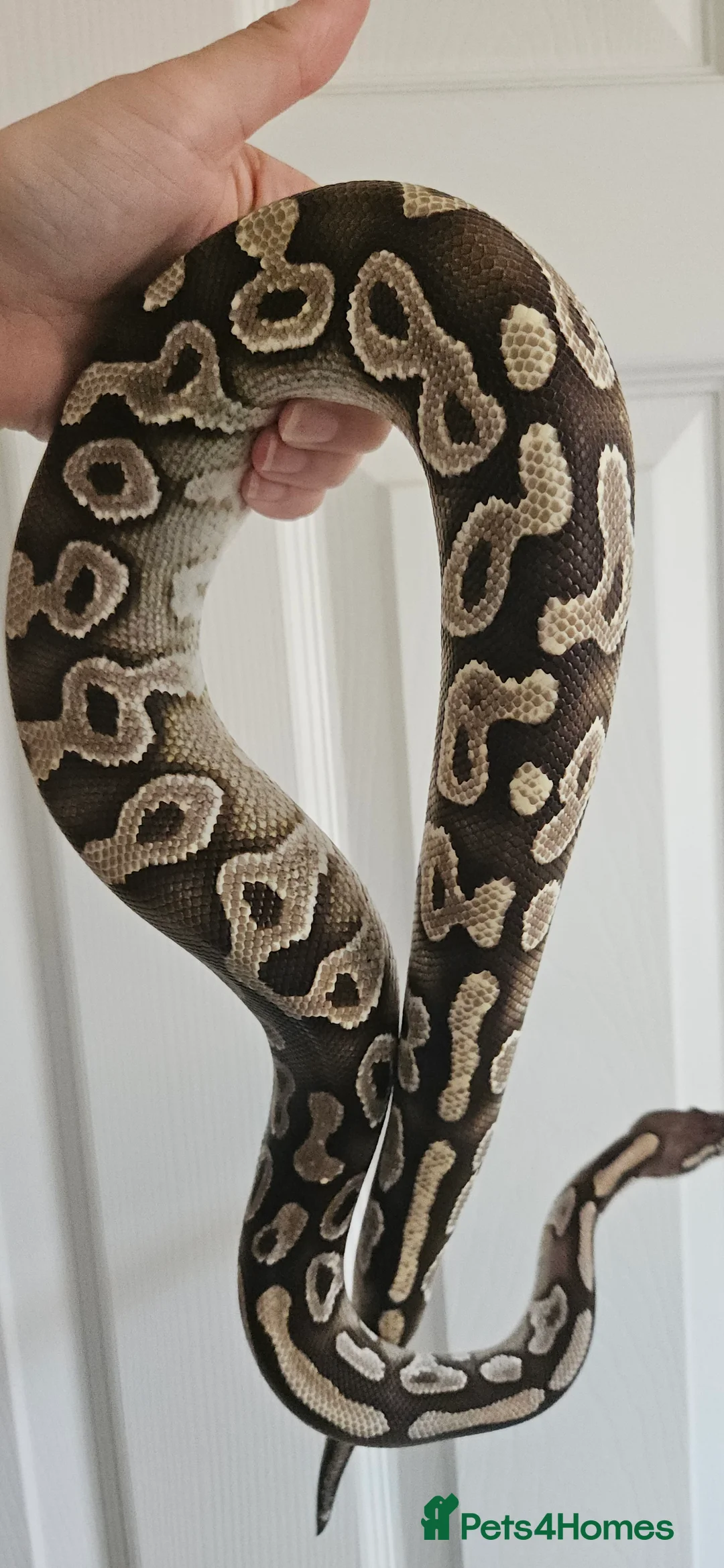 Python Snake reptiles for sale: Male Ball/Royal Python For Sale - Advert 2