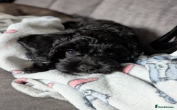 Cockapoo dogs for sale: Beautiful F1 Girl Cockapoo Puppy Available - Image 2