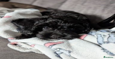 Cockapoo dogs - Advert 1