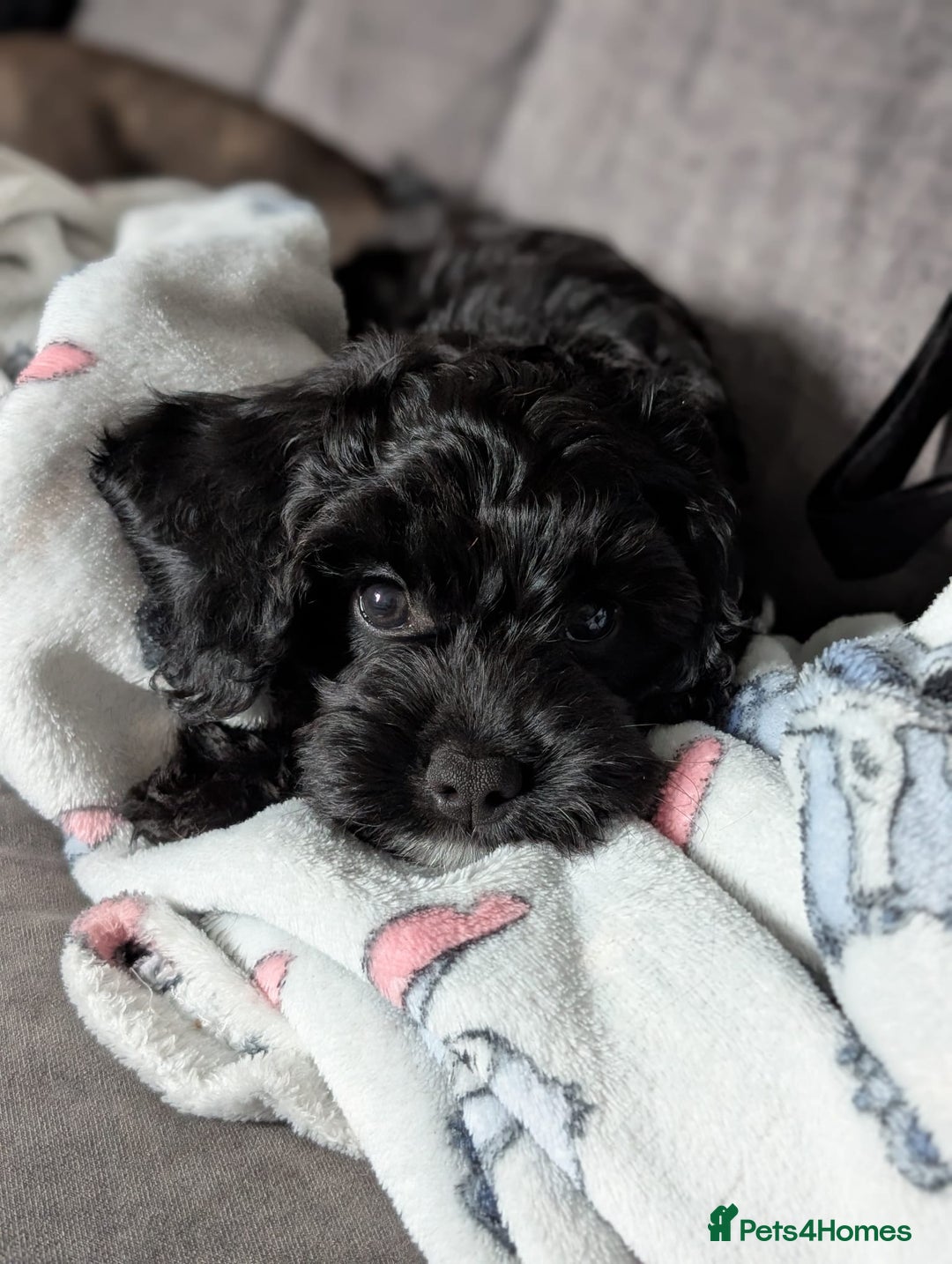 Cockapoo dogs for sale: Beautiful F1 Girl Cockapoo Puppy Available - Image 2