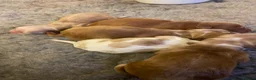 Cocker Spaniel dogs for sale: Beautiful Cockerspaniel Puppies For Sale - Advert 20