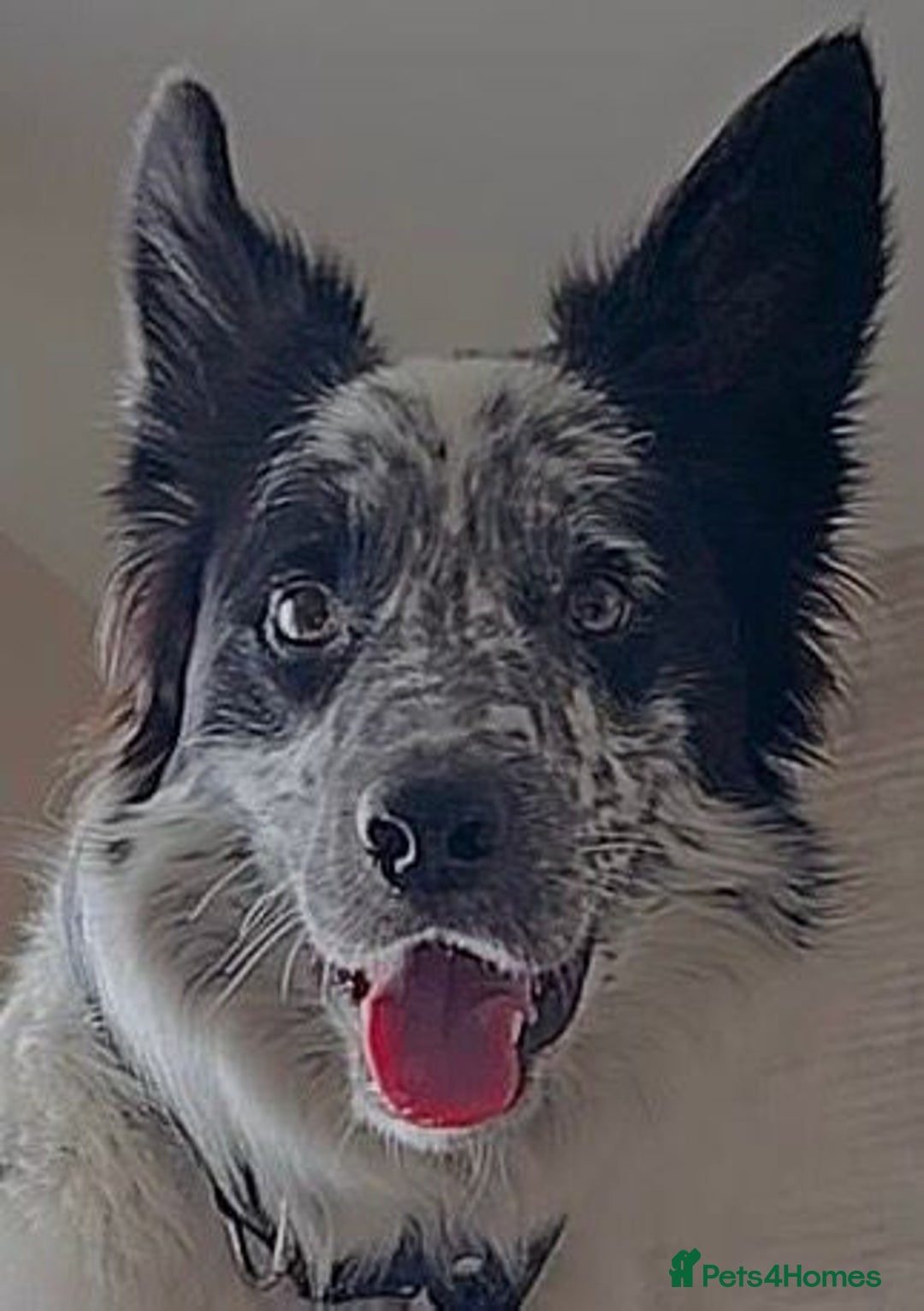 Border Collie dogs for stud: Mr dog - Advert 5