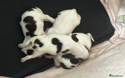 English Springer Spaniel dogs for sale: 7 English Springer Spaniel Puppies - Image 4