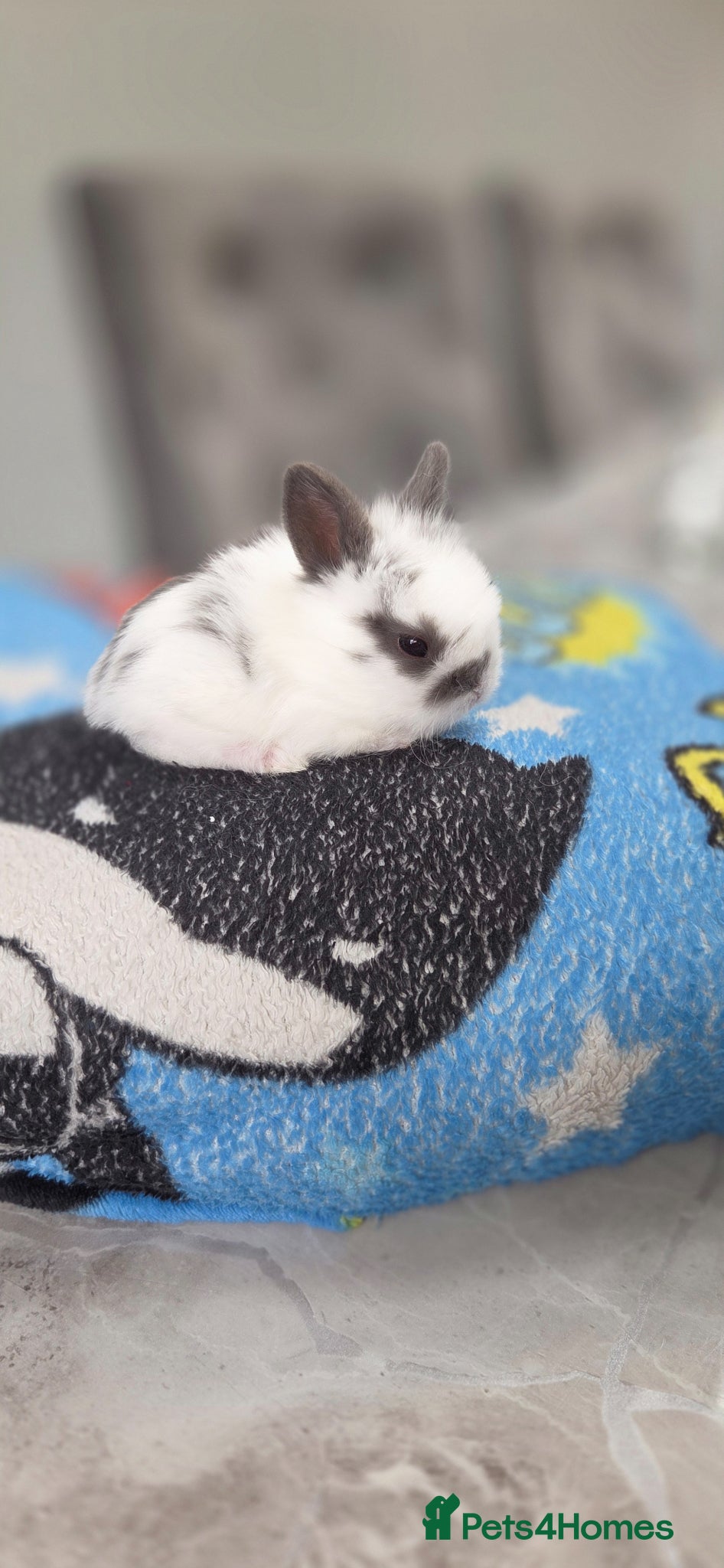 Mini Lion Lop rabbits for sale: Lionlops - Advert 10