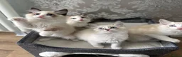 Ragdoll cats for sale: Beautiful Ragdoll Kittens - Advert 2