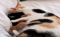 European cats for sale: Colourful kittens - Image 2