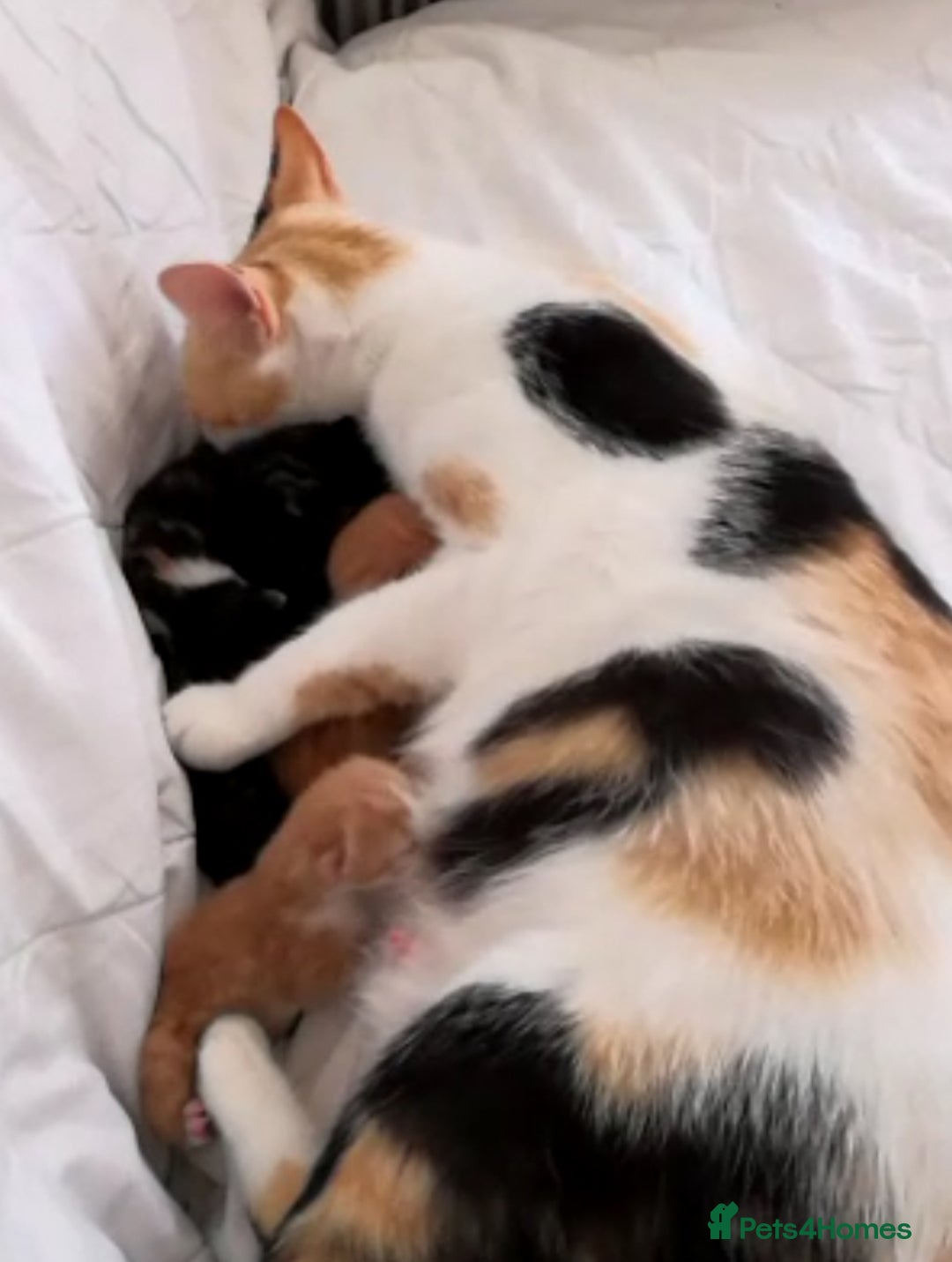 European cats for sale: Colourful kittens - Image 2