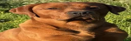 Labrador Retriever dogs for sale: Beautiful KC Reg Dark Fox Red Labrador Puppies - Advert 10