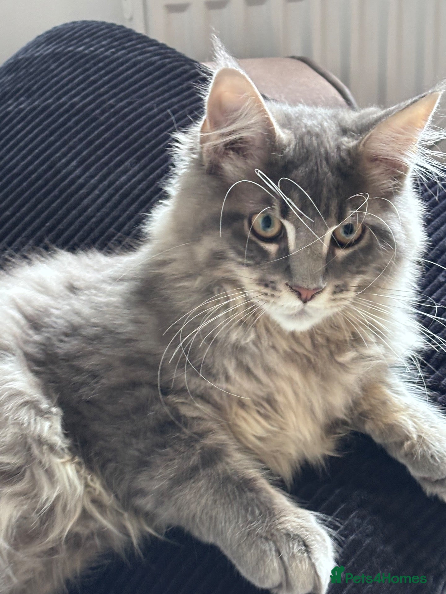 Maine Coon cats 🐾 STUNNING MAINE COON BOY – UNIQUE COAT 🐾 - Advert 5