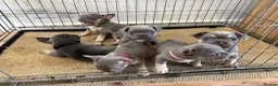 French Bulldog dogs for sale: French bulldog ( fluffy bloodline) - Advert 8