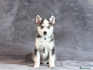 Pomsky dogs Stunning blue eyes f3 Pomsky puppies for sale - Advert 3