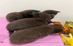 British Shorthair cats for sale: Stunning Brown/Grey Mix British Shorthair Kittens - Advert 6