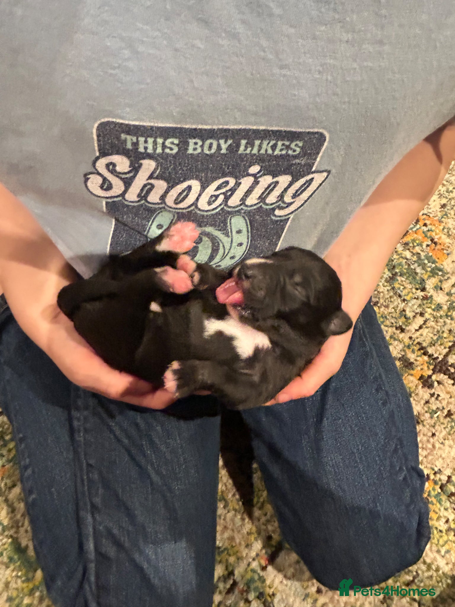 Mixed Breed dogs Beddywhipets  - Advert 2