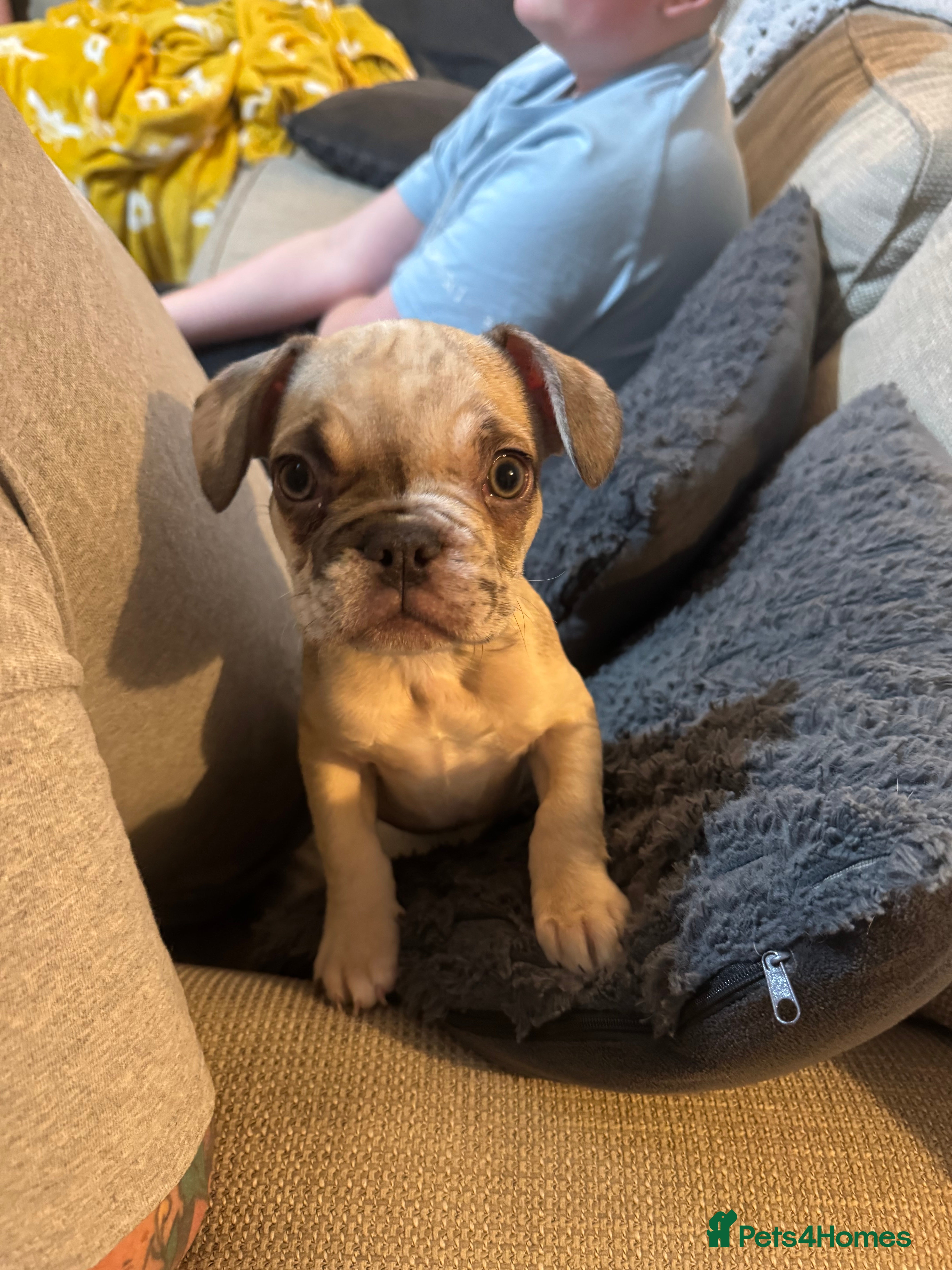 French Bulldog dogs Litter of mixed colour French bulldog puppies  - Advert 18