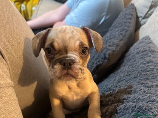 French Bulldog dogs Litter of mixed colour French bulldog puppies - Advert 18