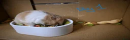 Hamster rodents for sale: Mixed Syrian hamsters ready to go  in Preston - Advert 9