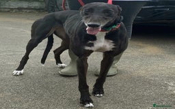 Greyhound dogs for adoption: Sweetheart Nora wants a loving forever home - Image 2