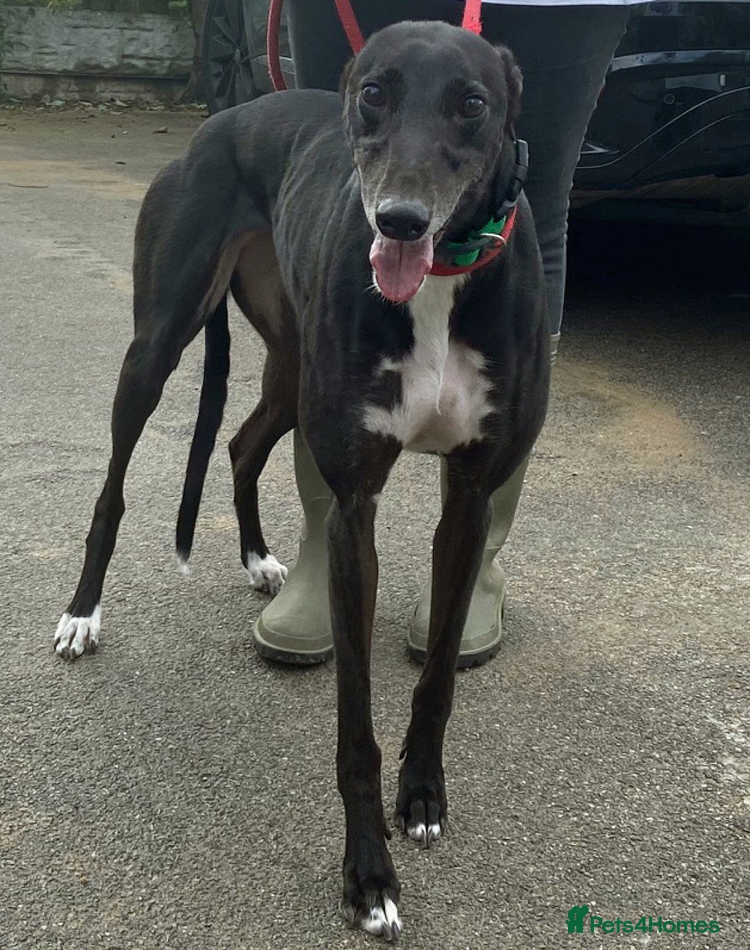Greyhound dogs for adoption: Sweetheart Nora wants a loving forever home - Image 2