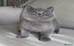 British Shorthair cats for sale: Beautiful BSH  - Image 3