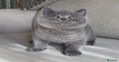 British Shorthair cats - Advert 8