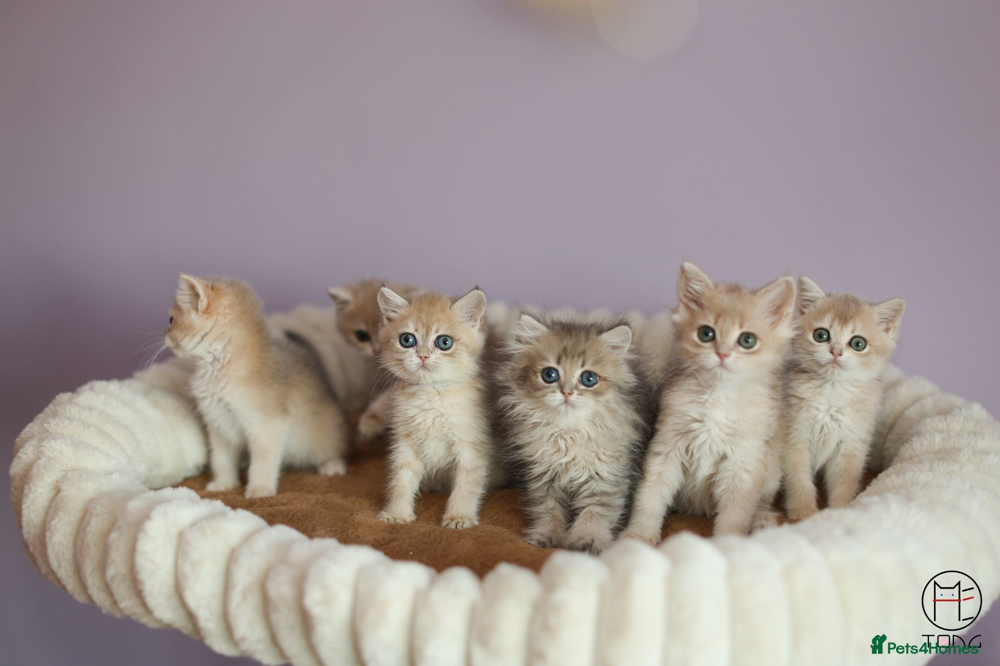 British Shorthair cats TICA Blue Golden BSH/BLH kittens looking for homes - Advert 1