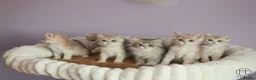 British Shorthair cats for sale: TICA Blue Golden BSH/BLH kittens looking for homes - Advert 1