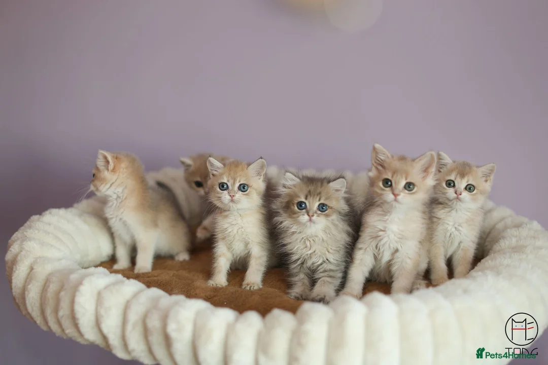 British Shorthair cats for sale: TICA Blue Golden BSH/BLH kittens looking for homes - Advert 1