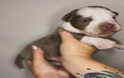 Olde English Bulldogge dogs for sale: The BEST visual fluffy oebs available ⭐️  - Image 5