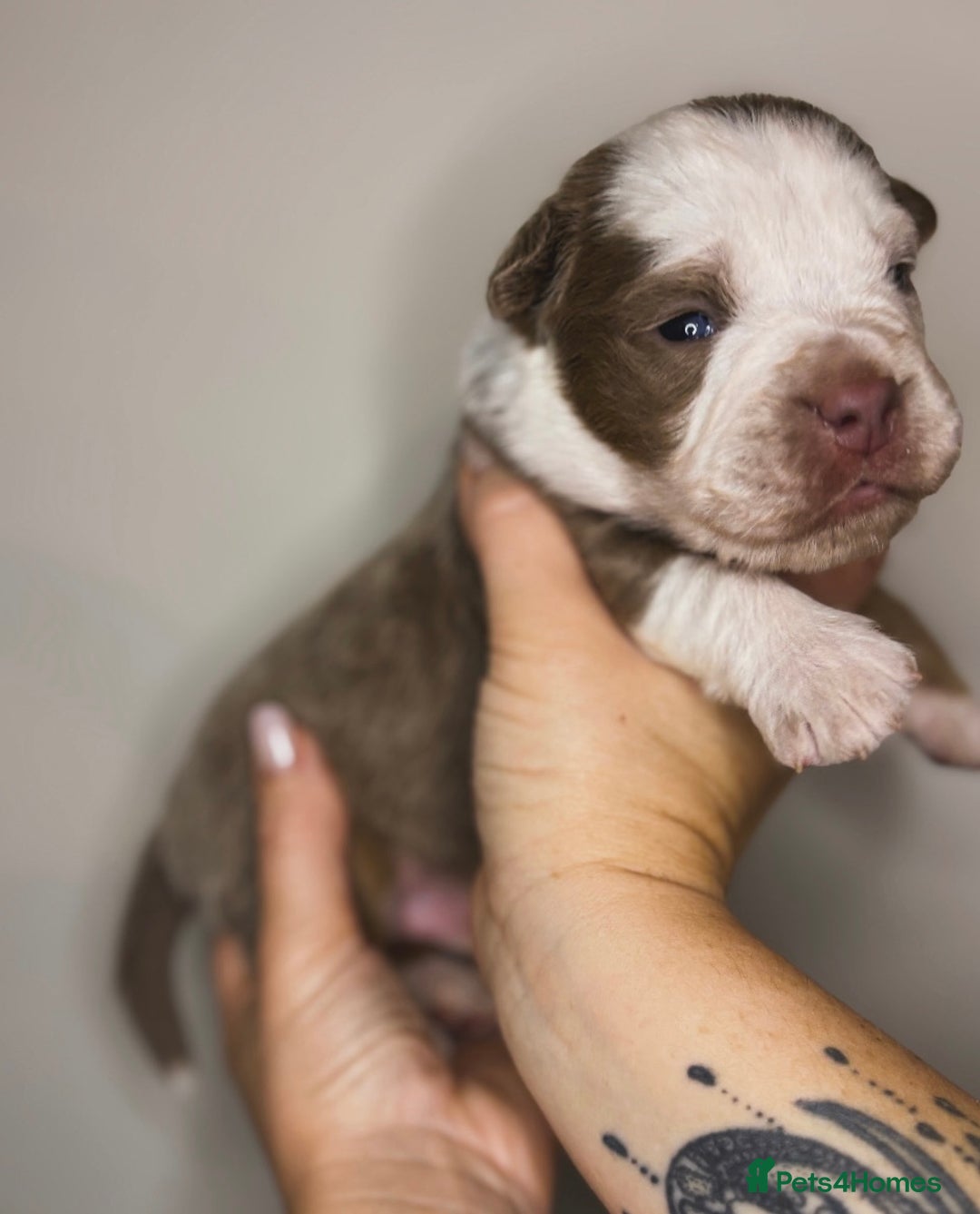Olde English Bulldogge dogs for sale: The BEST visual fluffy oebs available ⭐️  - Image 5
