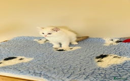 Ragdoll cats for sale: GCCF Reg Lilac Bicolour RAGDOLL  - Image 6