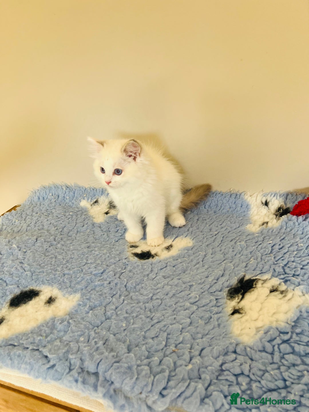 Ragdoll cats for sale: GCCF Reg Lilac Bicolour RAGDOLL  - Image 6