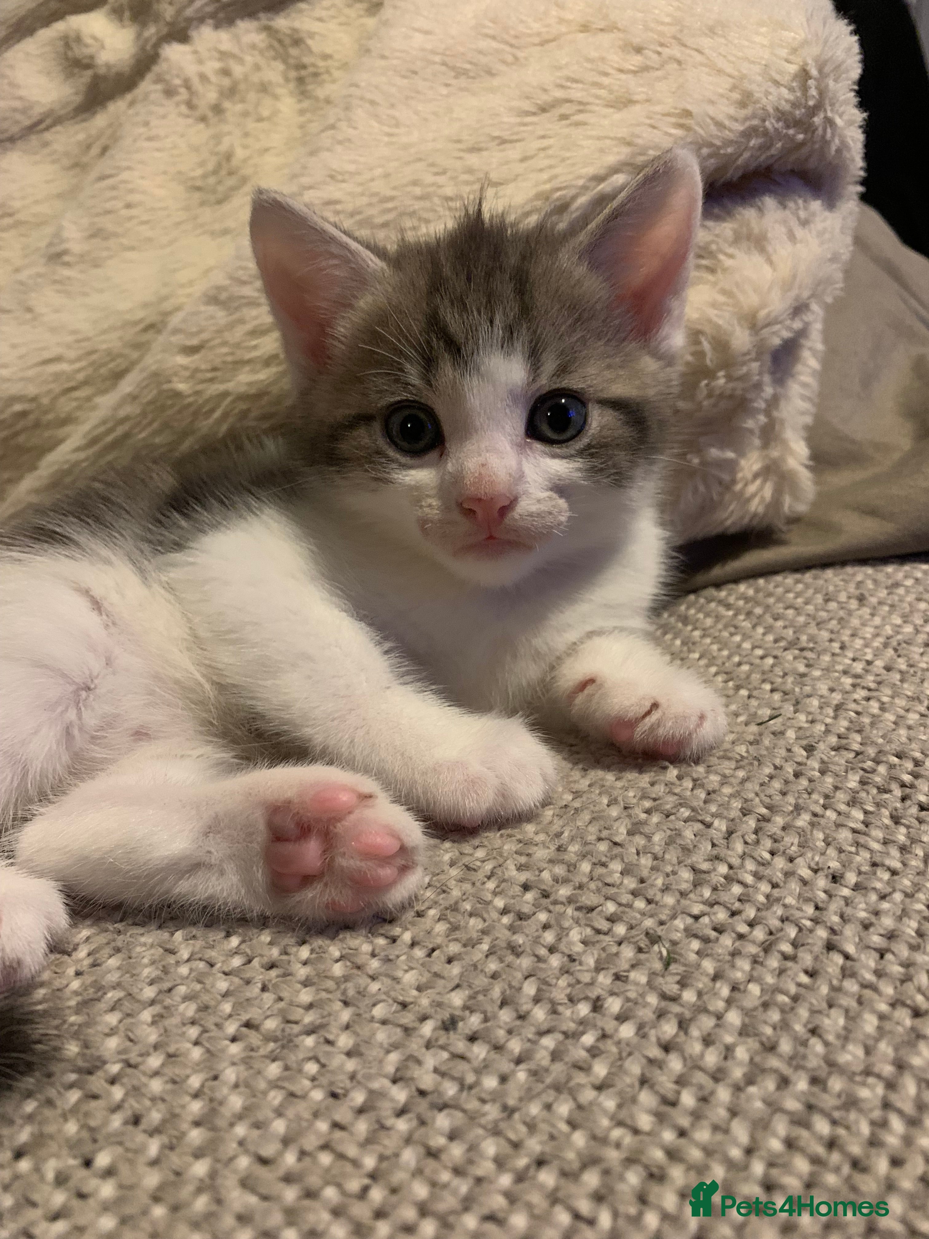 Mixed Breed cats Baby boy !  - Advert 4