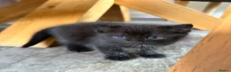 Russian Blue cats for sale: Ragdoll x Russian Blue - Advert 3