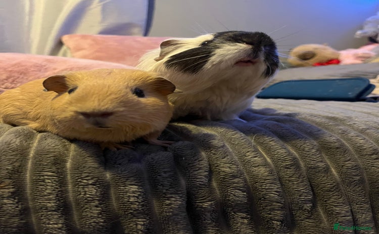 Guinea Pig rodents - Advert 1