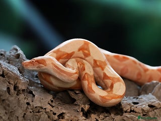 Boa Snake reptiles for sale: Sunglow boa constrictor c - Advert 1