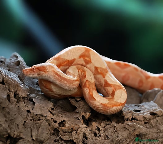 Boa Snake reptiles Sunglow boa constrictor c - Advert 1