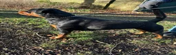 Rottweiler dogs for sale: Strong Traditional Rottweiller Puppies - Advert 2