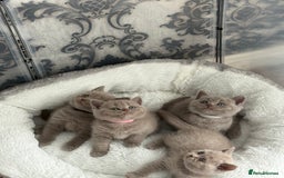 British Shorthair cats for sale: British shorthair kittens  - Image 13