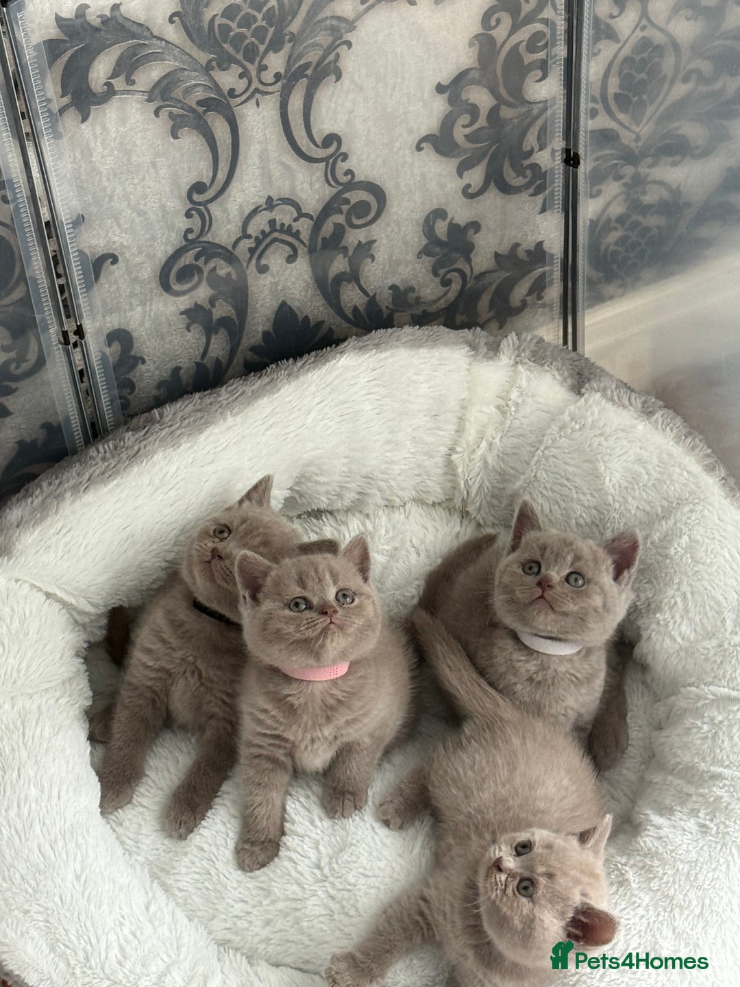 British Shorthair cats for sale: British shorthair kittens  - Image 13