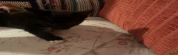 Mixed Breed cats for sale: Cute Mixed Breed Kittens Ready for Loving Homes - Advert 3