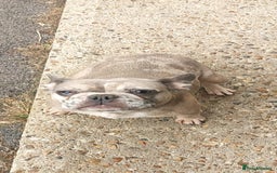 French Bulldog dogs for sale: French bulldog puppies  - Image 12