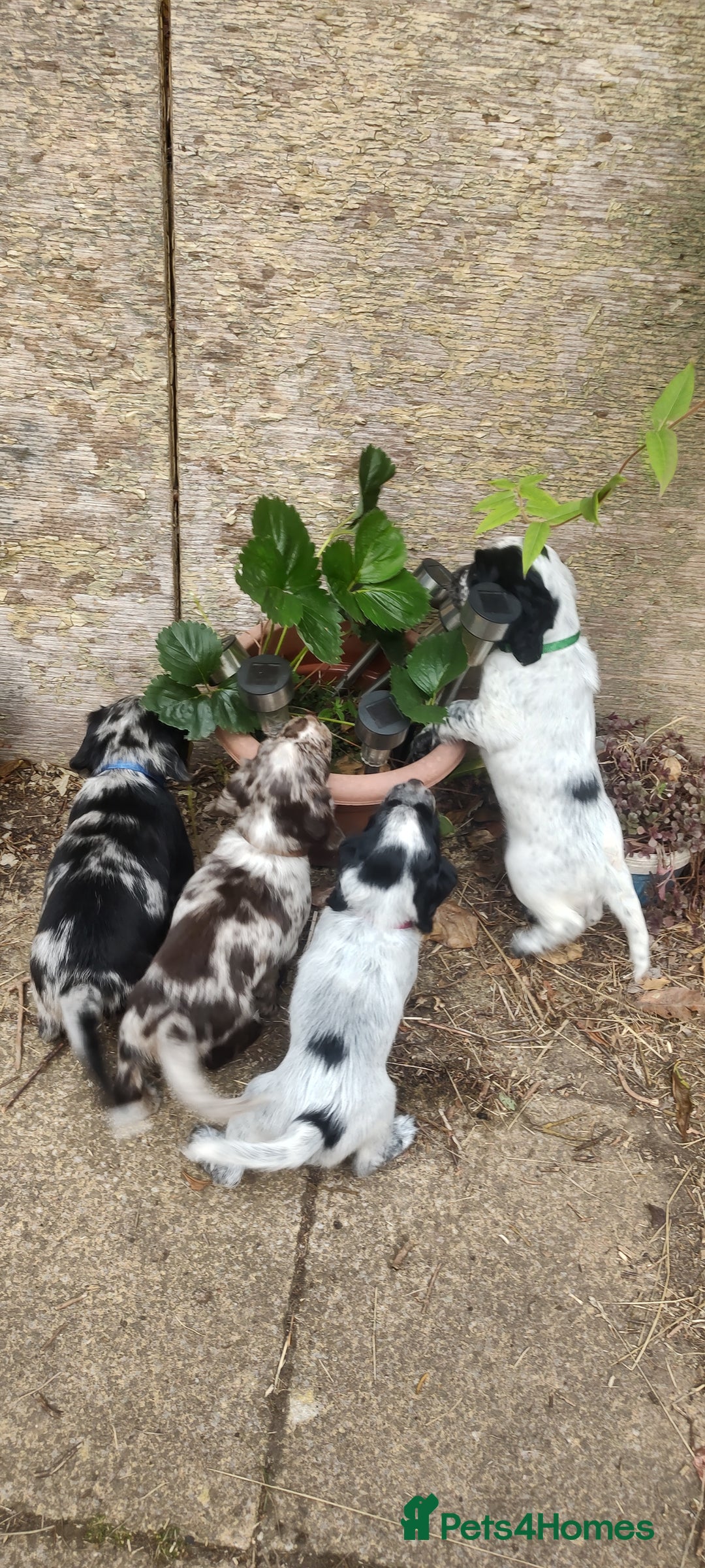 Sprocker dogs for sale: STRIKING SPROCKER SPANIEL PUPPIES  - Image 8