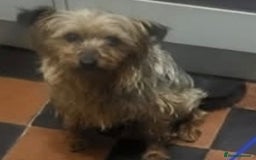 Yorkshire Terrier dogs for sale: 3 yr old Yorkshire terrier bitch - Image 2