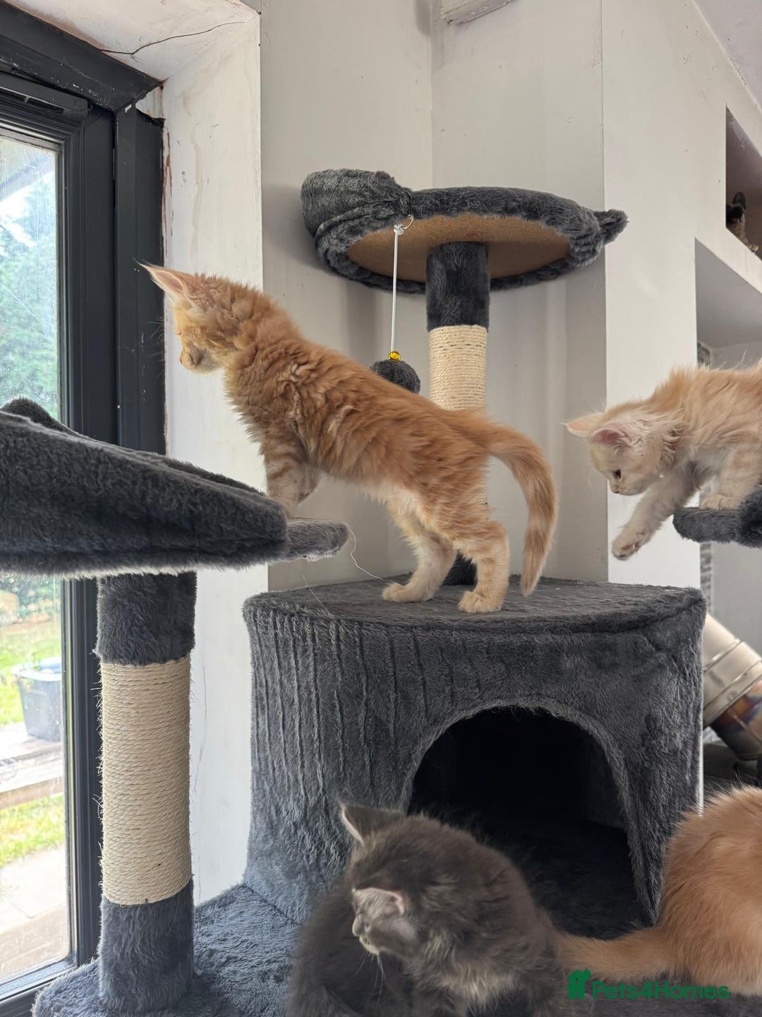 Maine Coon cats for sale: Full pedigree Maine Coon Kittens - Image 8
