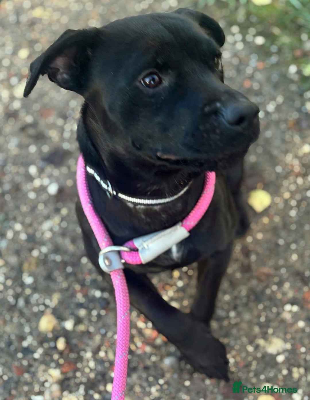 Patterdale Terrier dogs for adoption: Paddy the Patterdale wants a new forever home - Advert 3