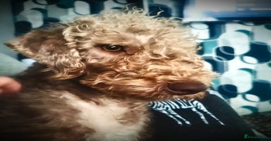 Bedlington Terrier dogs - Advert 16