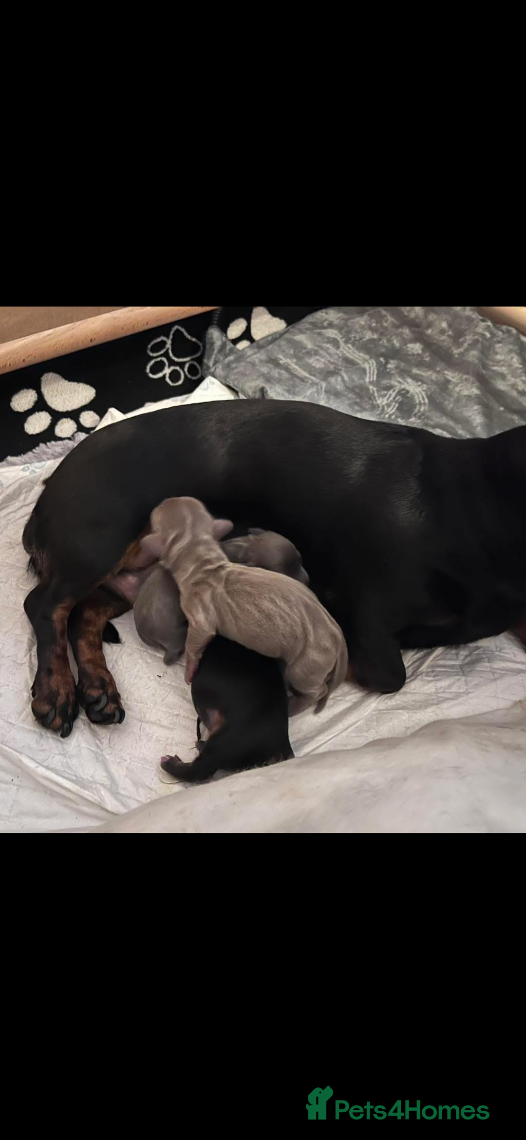 Miniature Dachshund dogs for sale: 3 handsome miniature dachshund boys! - Image 11