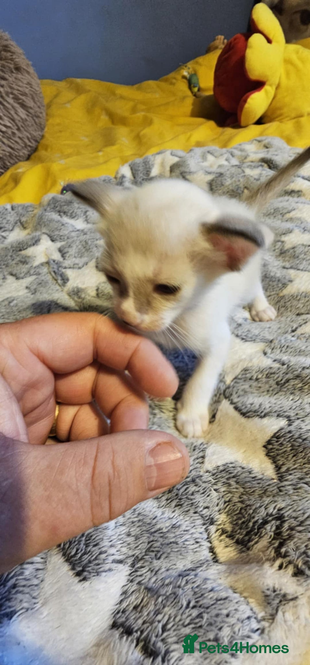 Oriental cats for sale:  GCCF Oriental Kittens For Sale - Image 34