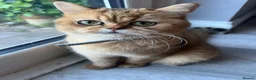 British Shorthair cats for sale: British shorthairs for sale - Advert 1
